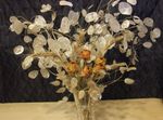 Foto Dārza Ziedi Nauda Augs, Godīgums, Bolbonac, Moonwort, Sudraba Dolārs (Lunaria), balts