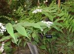 სურათი ბაღის ყვავილები ცრუ მდელოს შროშანი, ველური მინდვრის შროშანი, ორი ფოთოლი ცრუ სოლომონის ბეჭედი (Maianthemum), თეთრი