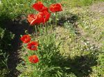 fotografie Záhradné kvety Orientálne Mak (Papaver orientale), červená