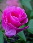 zdjęcie Ogrodowe Kwiaty Malopa (Malope trifida), różowy
