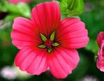 Photo les fleurs du jardin Malope (Malope trifida), rouge