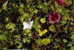 Bilde Hage blomster Malope (Malope trifida), hvit
