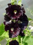 Photo les fleurs du jardin Trémière (Alcea rosea), noir