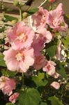 Foto Flores de jardín Malva Loca (Alcea rosea), rosa