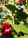 სურათი ბაღის ყვავილები Hollyhock (Alcea rosea), შინდისფერი