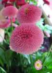 フォト 庭の花 ベリスデイジー、英語デイジー、芝生デイジー、打撲の麦汁 (Bellis perennis), ピンク