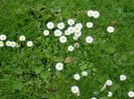 foto I fiori da giardino Bellis Margherita, Margherita Inglese, Prato Margherita, Bruisewort (Bellis perennis), bianco