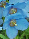 foto Flores do Jardim Himalaia Papoula Azul (Meconopsis), luz azul