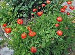 fotografie Gradina Flori Mac Albastru Himalayan (Meconopsis), roșu