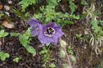 Foto Aias Lilli Himaalaja Sinise Unimaguna (Meconopsis), purpurne