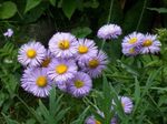 Photo bláthanna gairdín Nóinín Cois Farraige, Aster Trá, Flebane (Erigeron glaucus), lilac