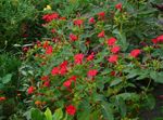 Foto Vrtne Cvjetovi Četiri, Čudo Perua (Mirabilis jalapa), crvena