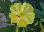 სურათი ბაღის ყვავილები ოთხ საათზე, მარველის პერუს (Mirabilis jalapa), ყვითელი