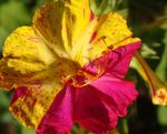 fotografie Zahradní květiny Čtyři Hodiny Zázrak Z Peru (Mirabilis jalapa), nachový