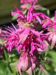 Foto Dārza Ziedi Bišu Balzams, Savvaļas Bergamotes (Monarda), sārts