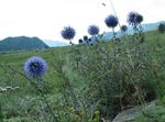 foto Flores do Jardim Globo Cardo (Echinops), luz azul