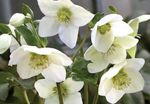 zdjęcie Ogrodowe Kwiaty Ciemiernik (Gelleborus) (Helleborus), biały