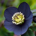 Photo Garden Flowers Christmas Rose, Lenten Rose (Helleborus), black