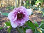 Photo les fleurs du jardin Rose De Noël, Rose De Carême (Helleborus), lilas