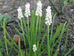 fotografie Zahradní květiny Modřenec (Muscari), bílá