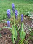 φωτογραφία Λουλούδια κήπου Υάκινθος Σταφυλιών (Muscari), γαλάζιο