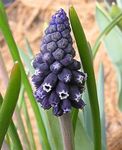 mynd garður blóm Vínber Hyacinth (Muscari), svartur