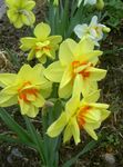 Photo les fleurs du jardin Jonquille (Narcissus), jaune