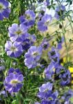 Photo les fleurs du jardin Capucine (Tropaeolum), bleu ciel