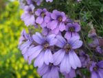 foto I fiori da giardino Nasturzio (Tropaeolum), lilla
