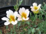 Photo Garden Flowers Nasturtium (Tropaeolum), white