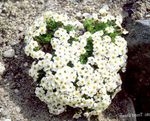 fotografie Záhradné kvety Nezábudka (Myosotis), biely
