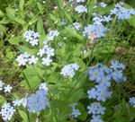 fotografie Záhradné kvety Nezábudka (Myosotis), modrá