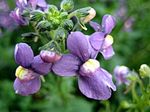 Foto Flores de jardín Joyas Cape (Nemesia), púrpura