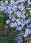 fotografie Zahradní květiny Pelerína Šperky (Nemesia), světle modrá