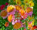 foto I fiori da giardino Gioielli Cape (Nemesia), arancione