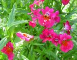 fotografie Zahradní květiny Pelerína Šperky (Nemesia), růžový