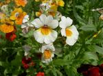 foto I fiori da giardino Gioielli Cape (Nemesia), bianco