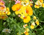 zdjęcie Ogrodowe Kwiaty Nemesia , żółty