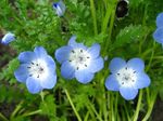 Foto Flores de jardín Nemophila, Baby Blue-Eyes , azul claro