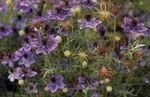 照 园林花卉 黑种草 (Nigella damascena), 紫