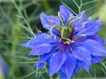 フォト 庭の花 愛·イン·ザ·ミスト (Nigella damascena), 青
