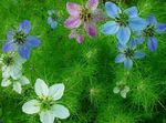 Foto Gartenblumen Liebe-In-Ein-Nebel (Nigella damascena), flieder