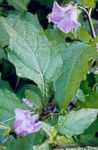 фотографија Баштенске Цветови Схоофли Биљка, Јабука Перуа (Nicandra physaloides), лила
