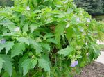 foto Tuin Bloemen Shoofly Plant, Appel Van Peru (Nicandra physaloides), lichtblauw