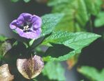 Foto Gartenblumen Shoofly Pflanze, Apfel Von Peru (Nicandra physaloides), lila