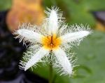 Фото Садові Квіти Німфейнік (Болотноцветник) (Nymphoides), білий