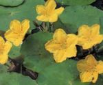 Fil Trädgårdsblommor Flytande Hjärta, Vatten Frans, Gul Vatten Snöflinga (Nymphoides), gul