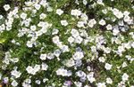 Photo les fleurs du jardin Flower Cup (Nierembergia), blanc