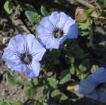 fotografie Záhradné kvety Nolana , modrá
