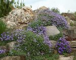 Фото Садові Квіти Обрієта (Аубреція) (Aubrieta), блакитний